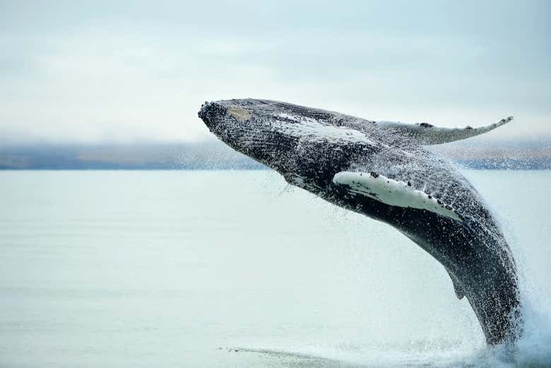 Humpback whale