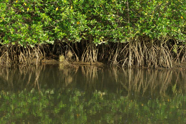 Circondati dalle mangrovie di Tumbes