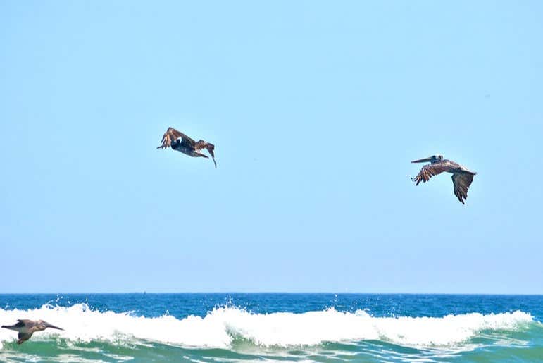 Pellicani di Punta Sal