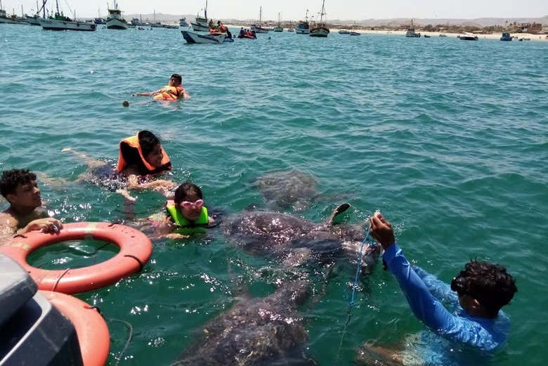 Saludando a las tortugas