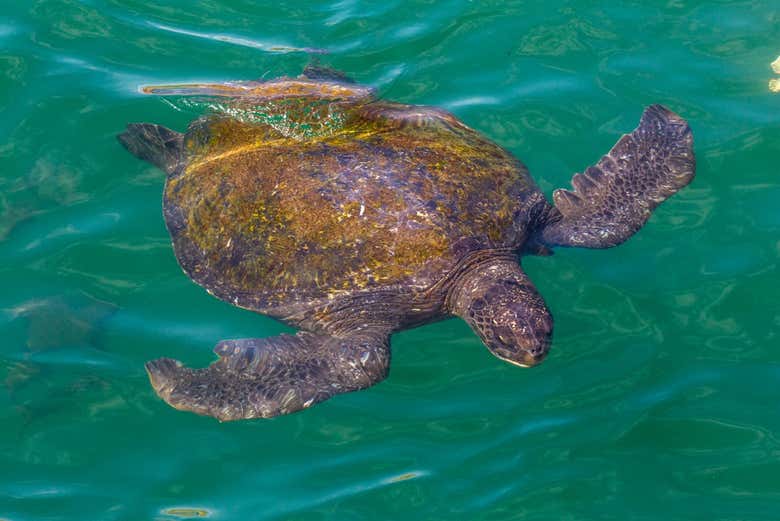 Tortugas marinas