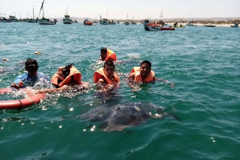 Observando a las tortugas