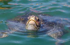 Swim with Turtles in Mancora