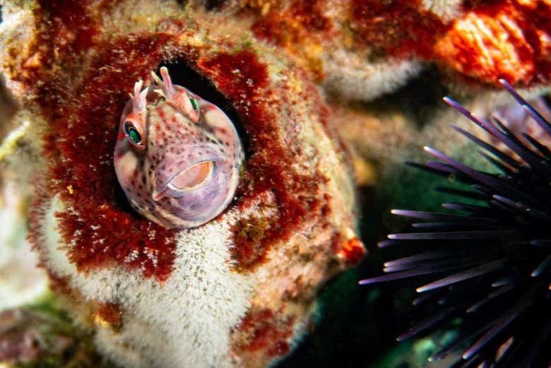 Fauna marina de San Bartolo