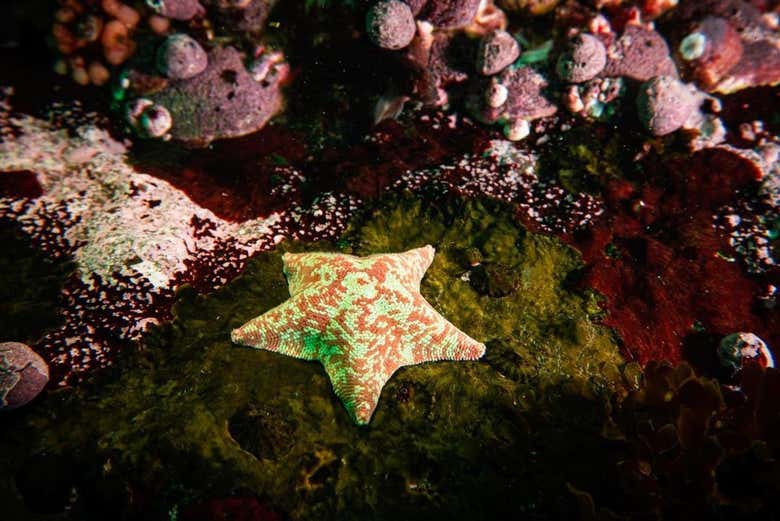 Fauna marina de San Bartolo