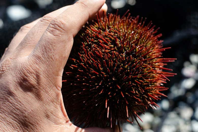 Sea urchin