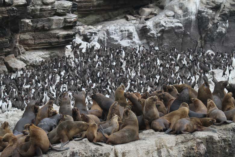 Sea lion colony