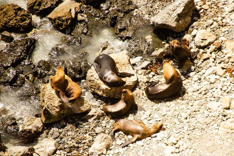 Sea lions in Punta San Juan