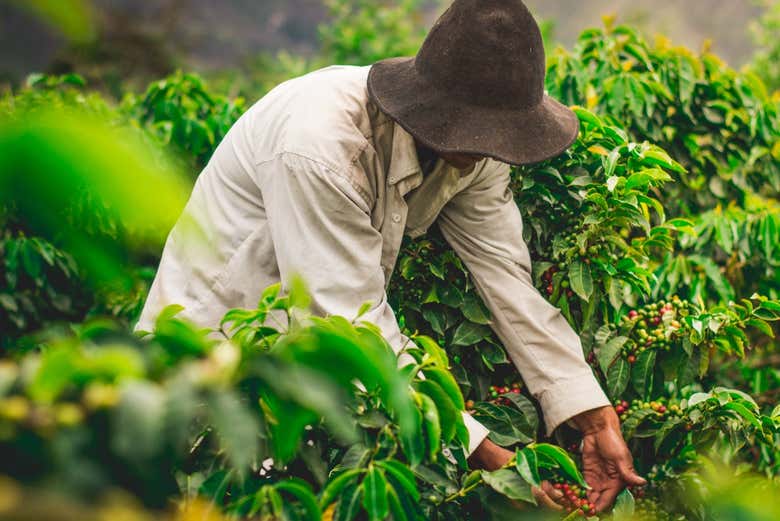 Cultivos orgânicos de café 