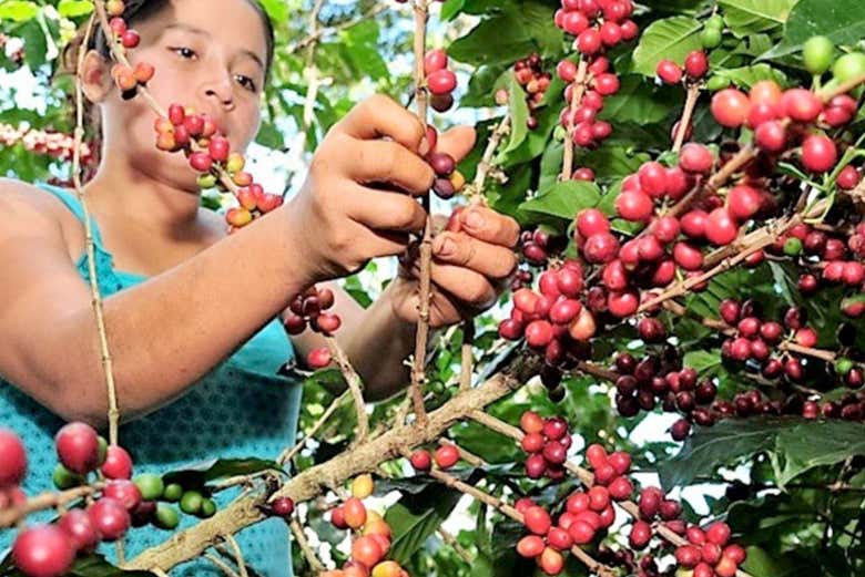 Plantações de café em Villa Rica