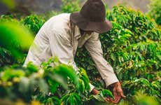 Tour del caffè biologico nella tenuta Rainforest