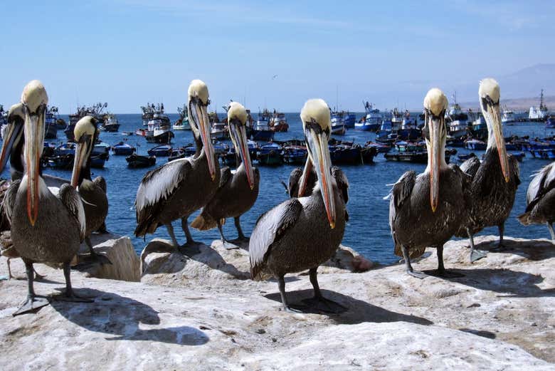 Pelicans in the Port of Ilo