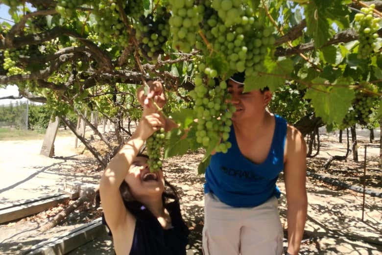 Visitando las siembras