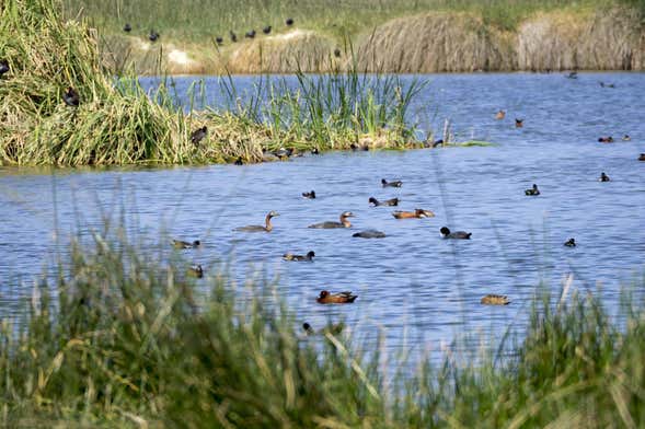 Excursión a Puerto Grau, humedales de Ite y lomas de Tacahuay