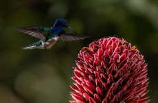 Avistamiento de aves en la Cordillera Escalera