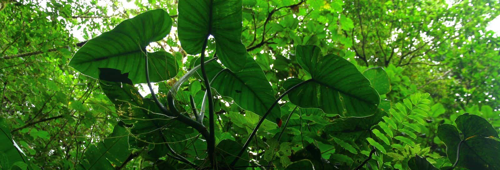 Excursiones de un día en Tarapoto