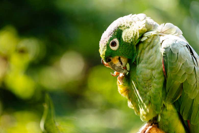 Fauna de Tarapoto