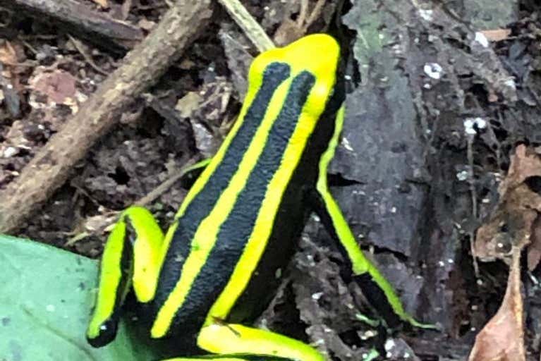 Una rana venenosa de rayas amarillas