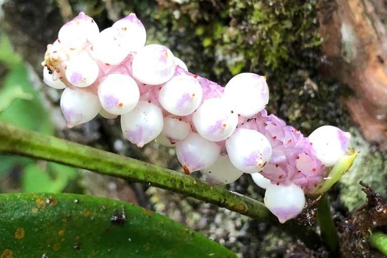 Un tipo de arácea en la selva