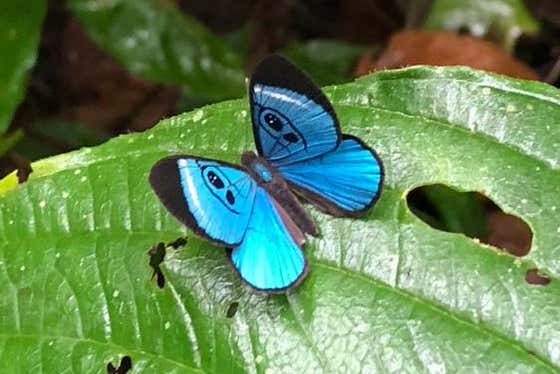 Una mariposa azul