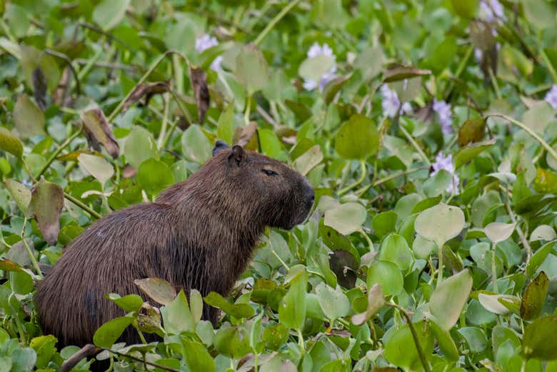 Você poderá ver a flora e a fauna da região