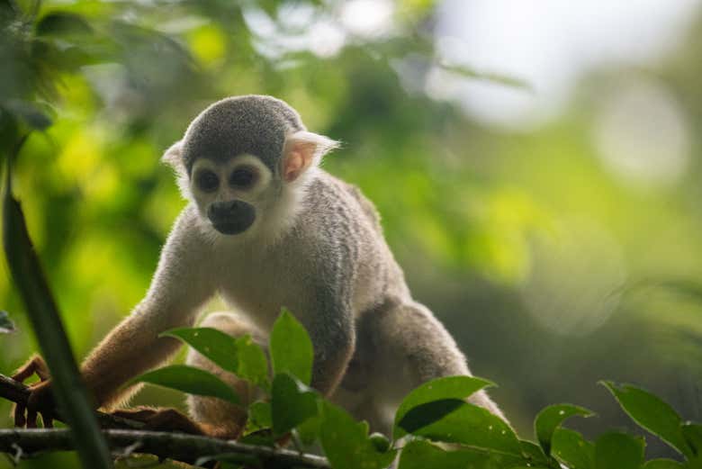 Estaremos rodeados de naturaleza