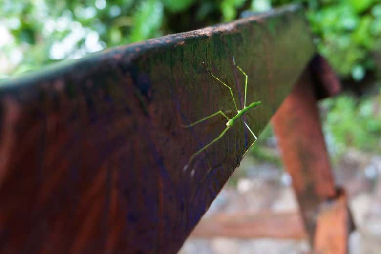 Fauna y flora en la Catarata de Ahuashiyacu de Tarapoto