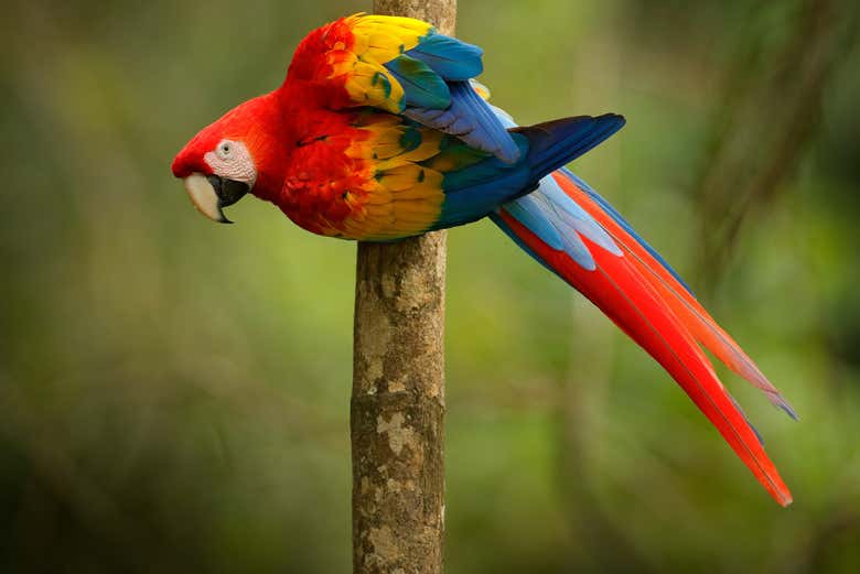 Guacamayo en el Centro Urku