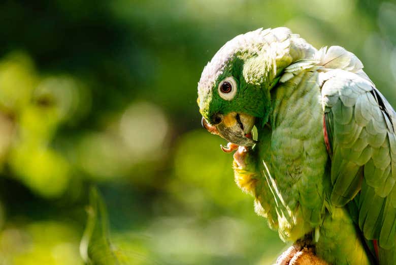 Loro en el Alto Shilcayo