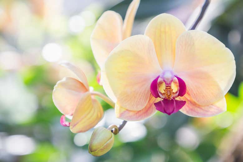 Contemplando las orquídeas en Moyobamba