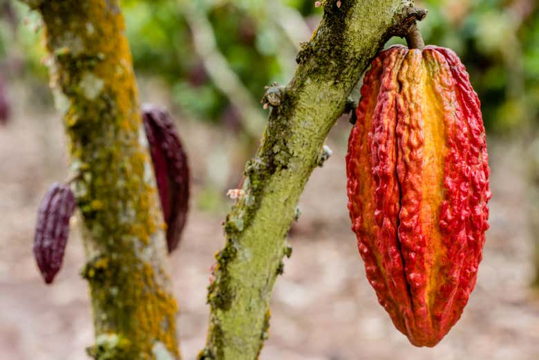Planta de cacao