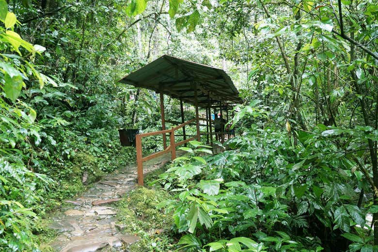 Senderos de acceso a la Catarata de Ahuashiyacu
