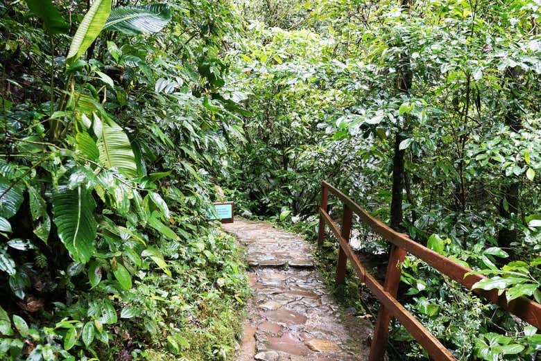 Senderismo por la selva peruana