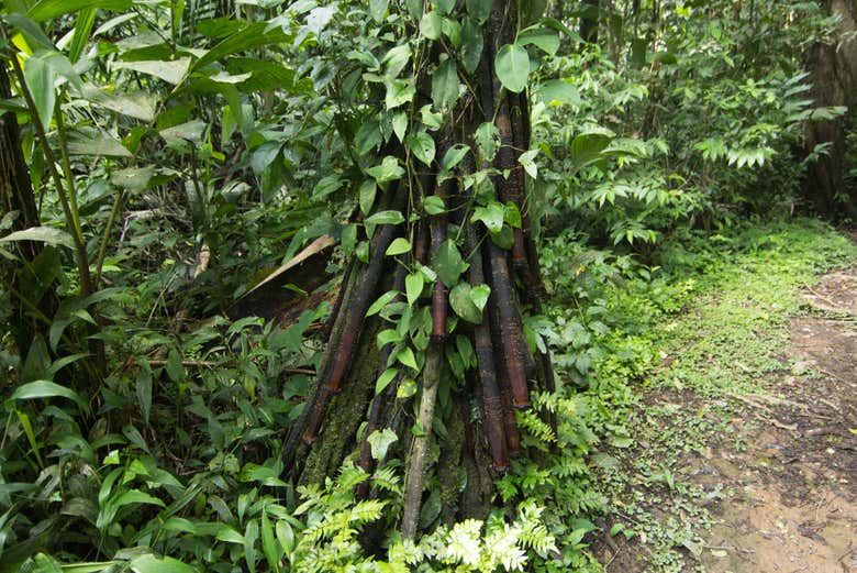 Vegetación en Tarapoto