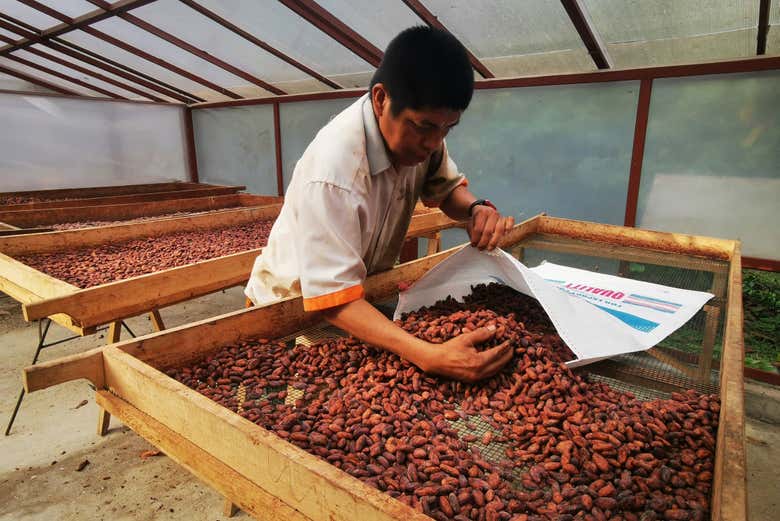 Aprenderemos todo sobre el proceso del cacao