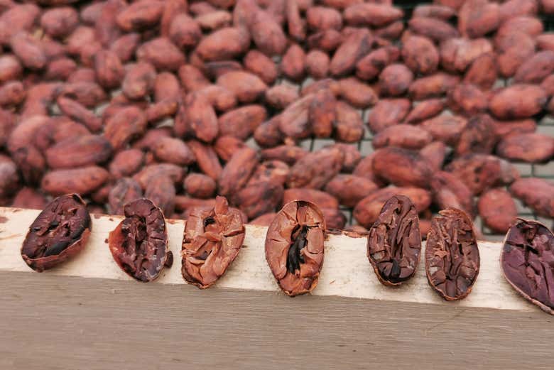 Descubriremos los secretos de estas semillas