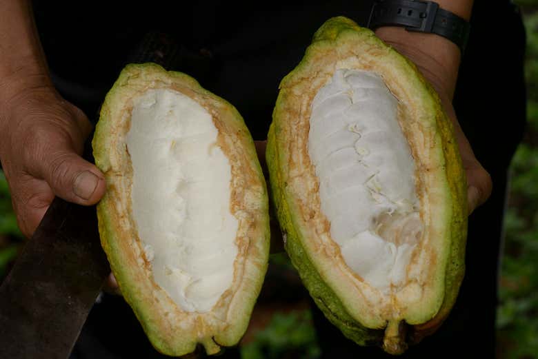 Prepararemos nuestra propia pasta de cacao de manera artesanal