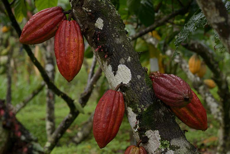 Exploraremos el terreno lleno de árboles de cacao 
