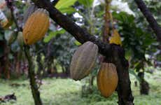 Visita a una finca de cacao