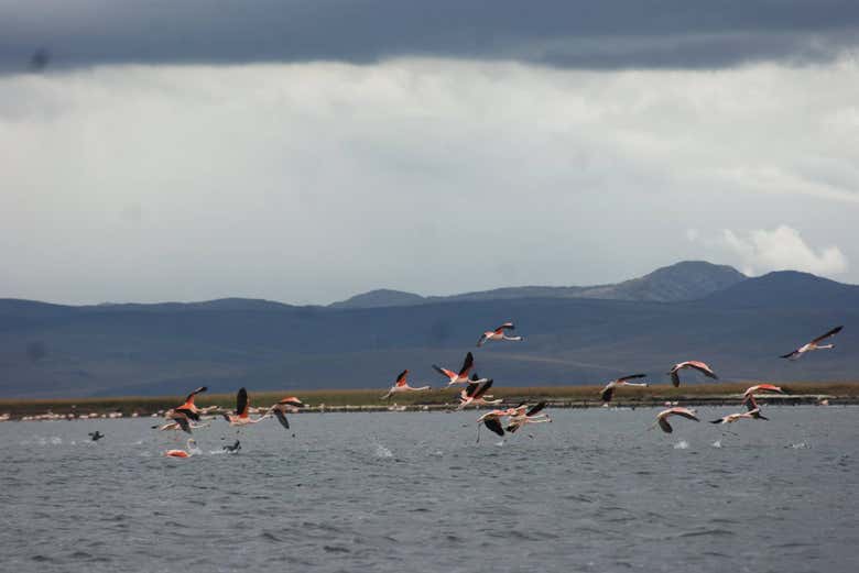 See nature in all its forms at Huayllay National Sanctuary