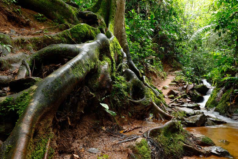 Exploring Chanchamayo Valley