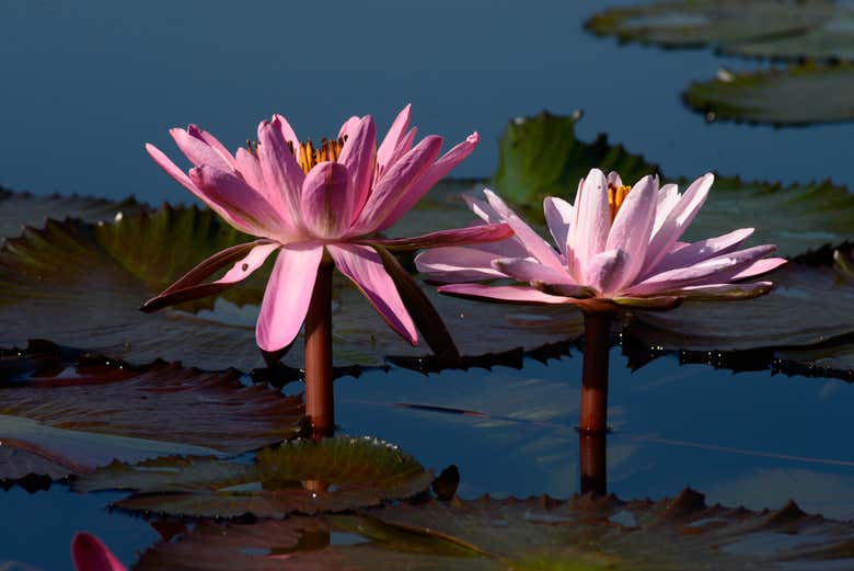 Admire the charming lily pads and flowers