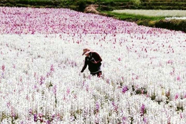 Take in the best view of the Valley of the Flowers