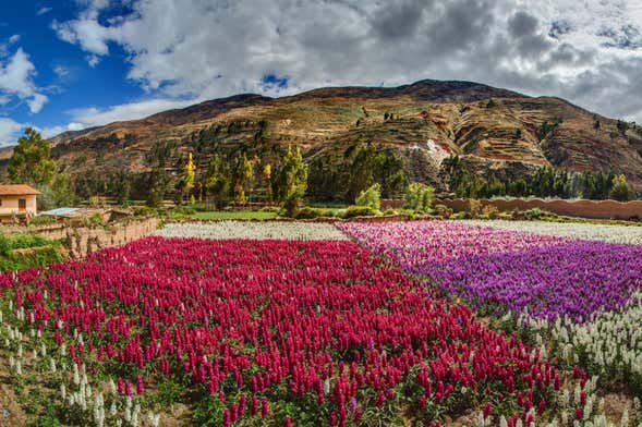 Valley of the Flowers Tour