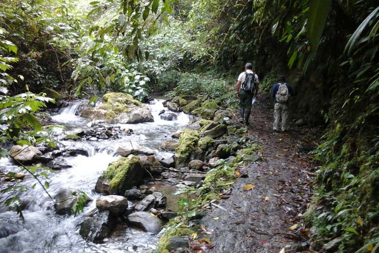 Ruta de senderismo por la selva