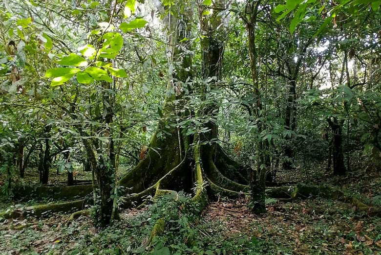 Árvores centenárias durante a caminhada
