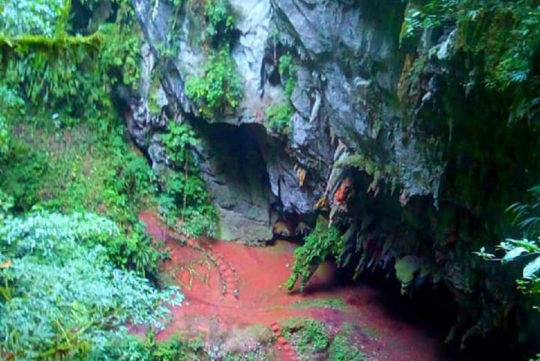 Surrounding vegetation