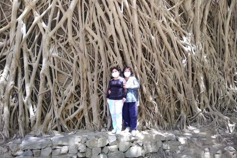 Árbol de las Mil Raíces