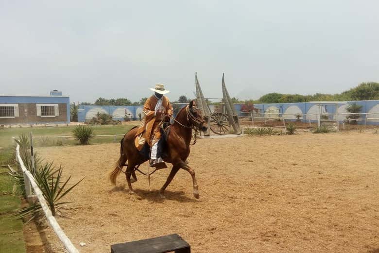 Cavalos na associação de cuidadores
