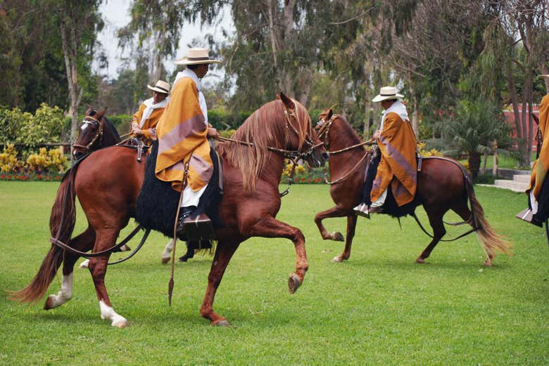 Caballos de paso peruanos